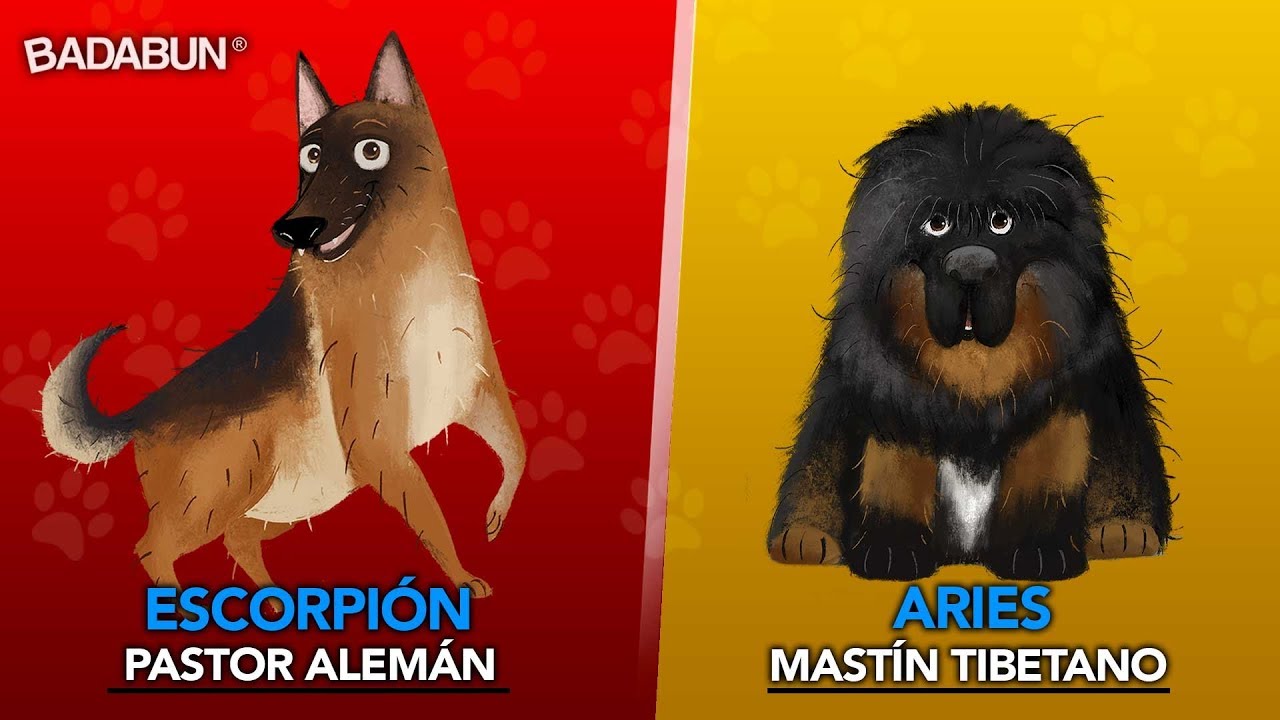 Mira que perro debes tener según tu signo