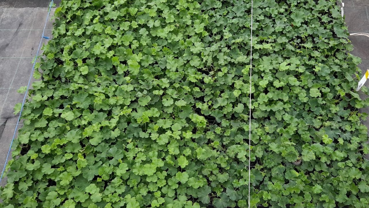 Au ajuns primi butași de mușcate. Azi facem transplantarea în ghivecele de producție.