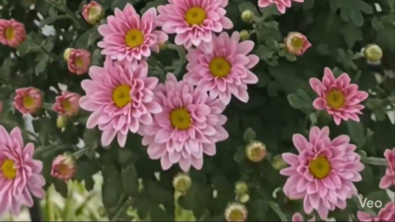 I grew 100 Chrysanthemums in my balcony