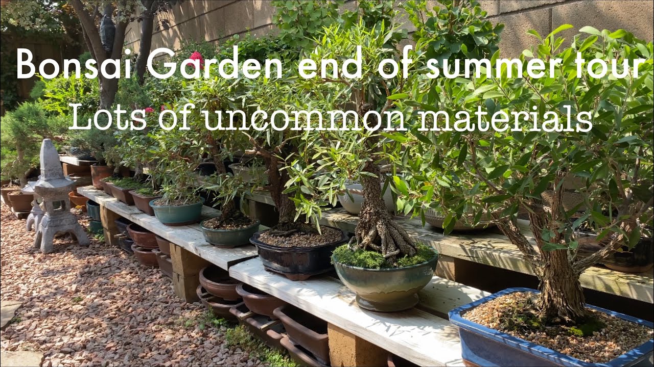 Bonsai Garden end of summer tour / Featuring Jacaranda tree /uncommon materials/Sept 2020