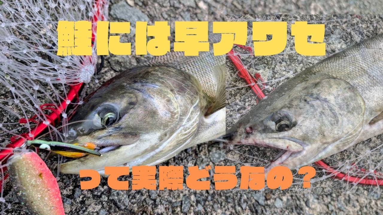 【鮭・アキアジ】渋い鮭には早合わせ？【北海道釣り】