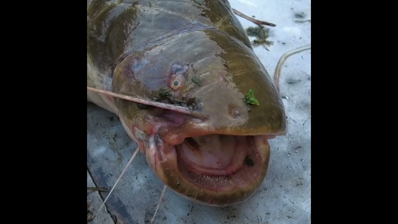 Le silure, un poisson qui trouve sa place sur les tables des grands restaurants