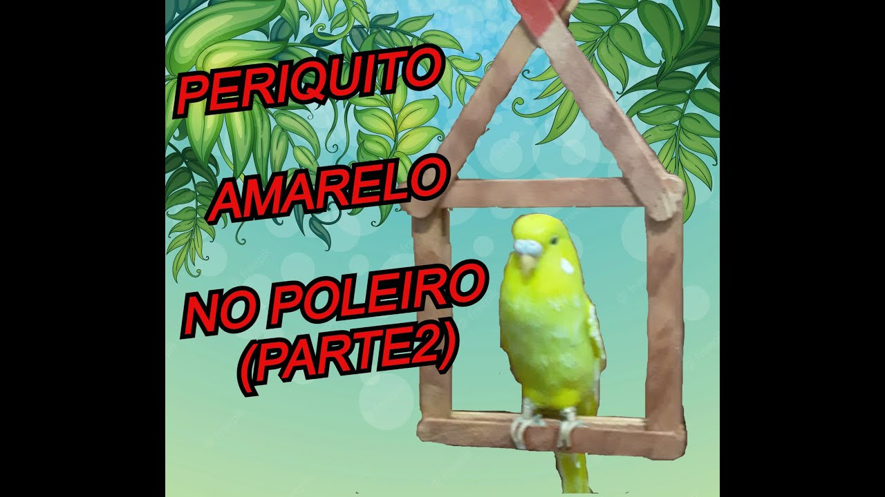 PERIQUITO AMARELO EM BISCUIT NO POLEIRO (PARTE2)