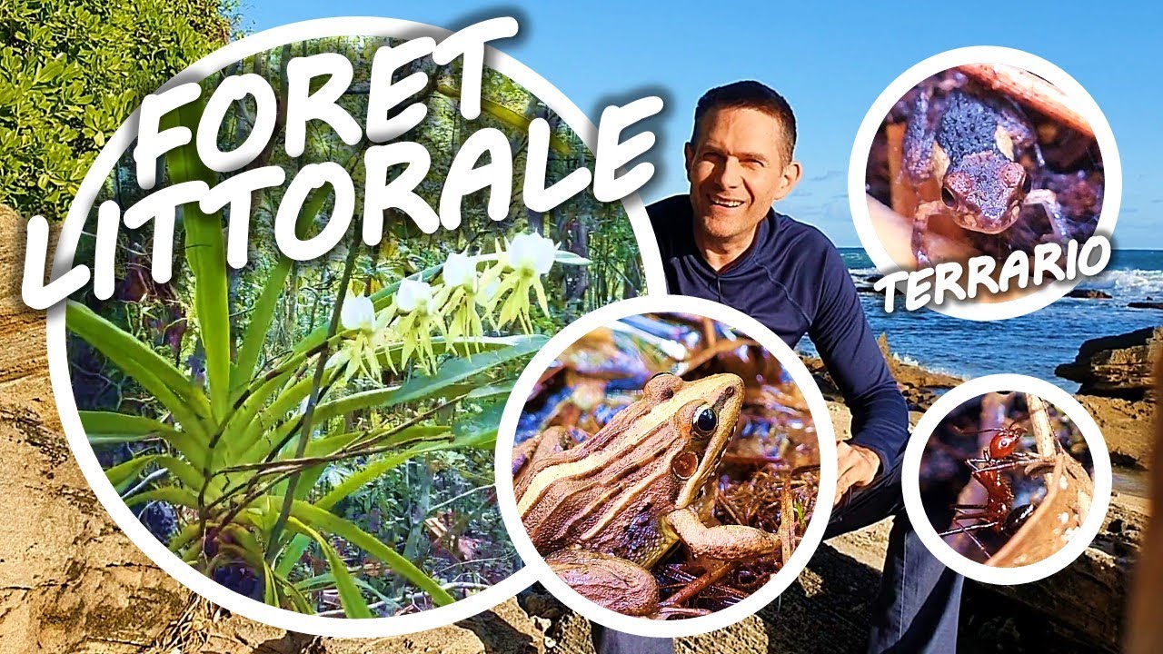 BIOTOPE FORÊT LITTORALE