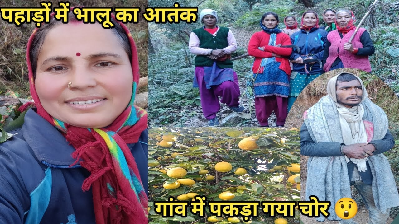 जंगल में इतने खतरनाक चोर का सामना करना पड़ा 😲|जंगल में भालूओं का आतंक 😲🐻||Pahadi lifestyle vlogs ||