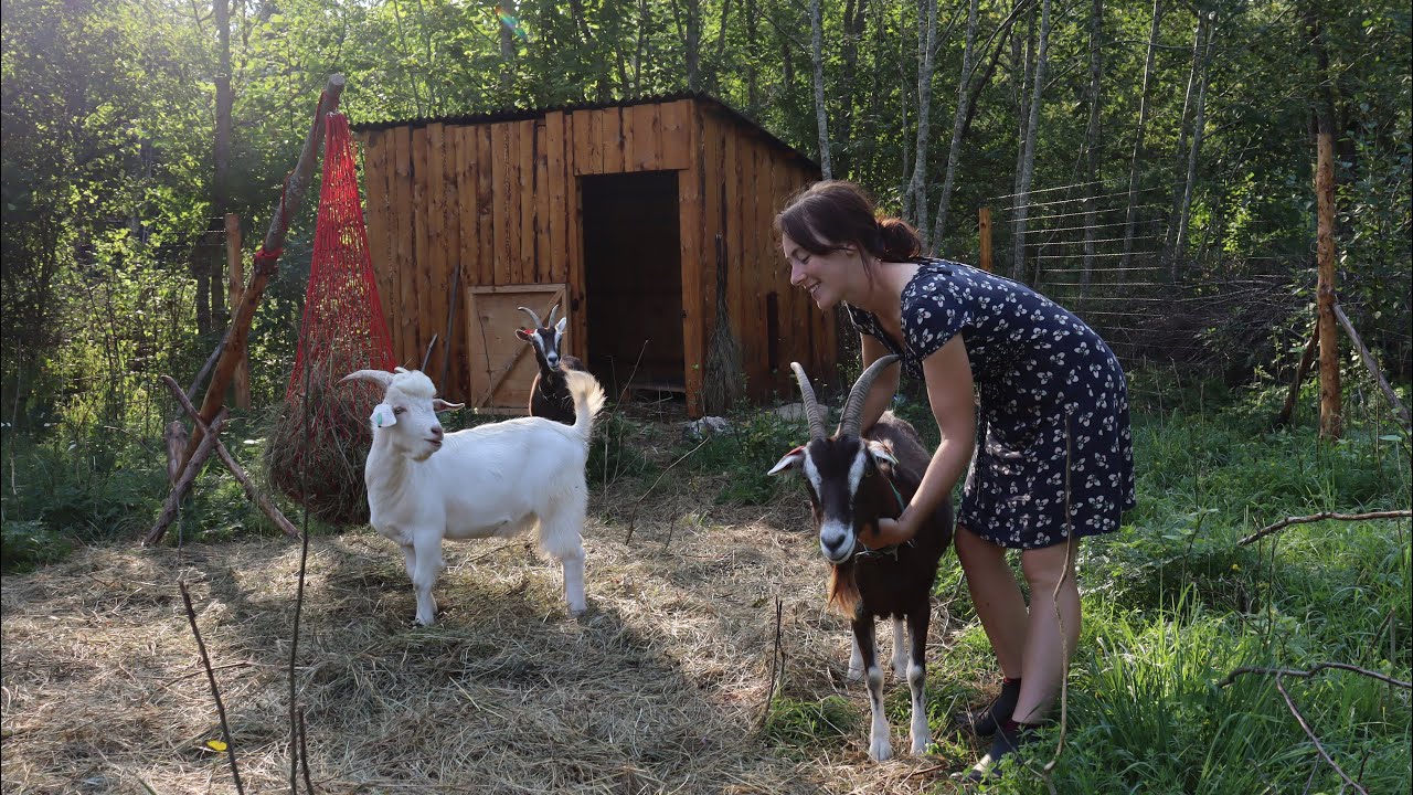 Day in the life of an artist on a homestead | story 24