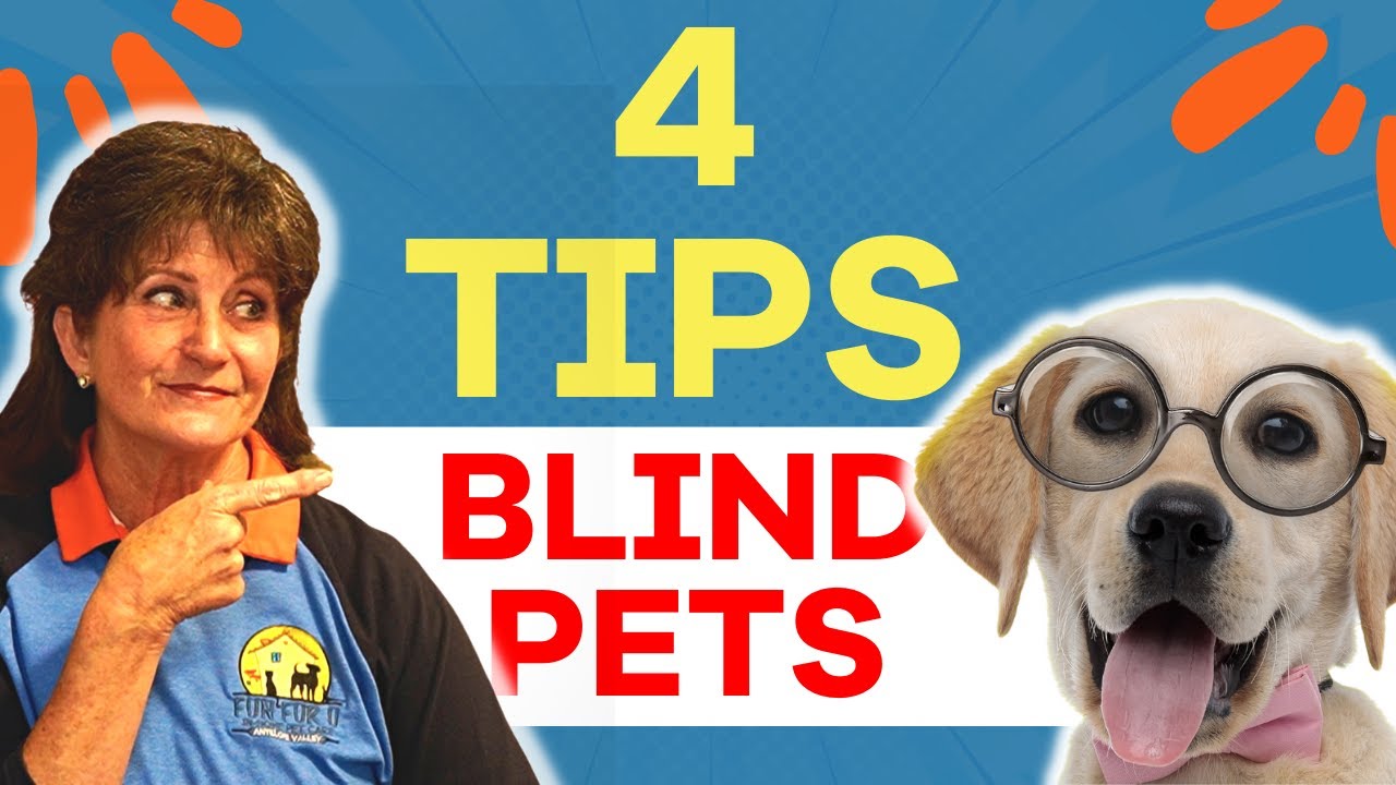 How to Care for a Blind Dog at Home