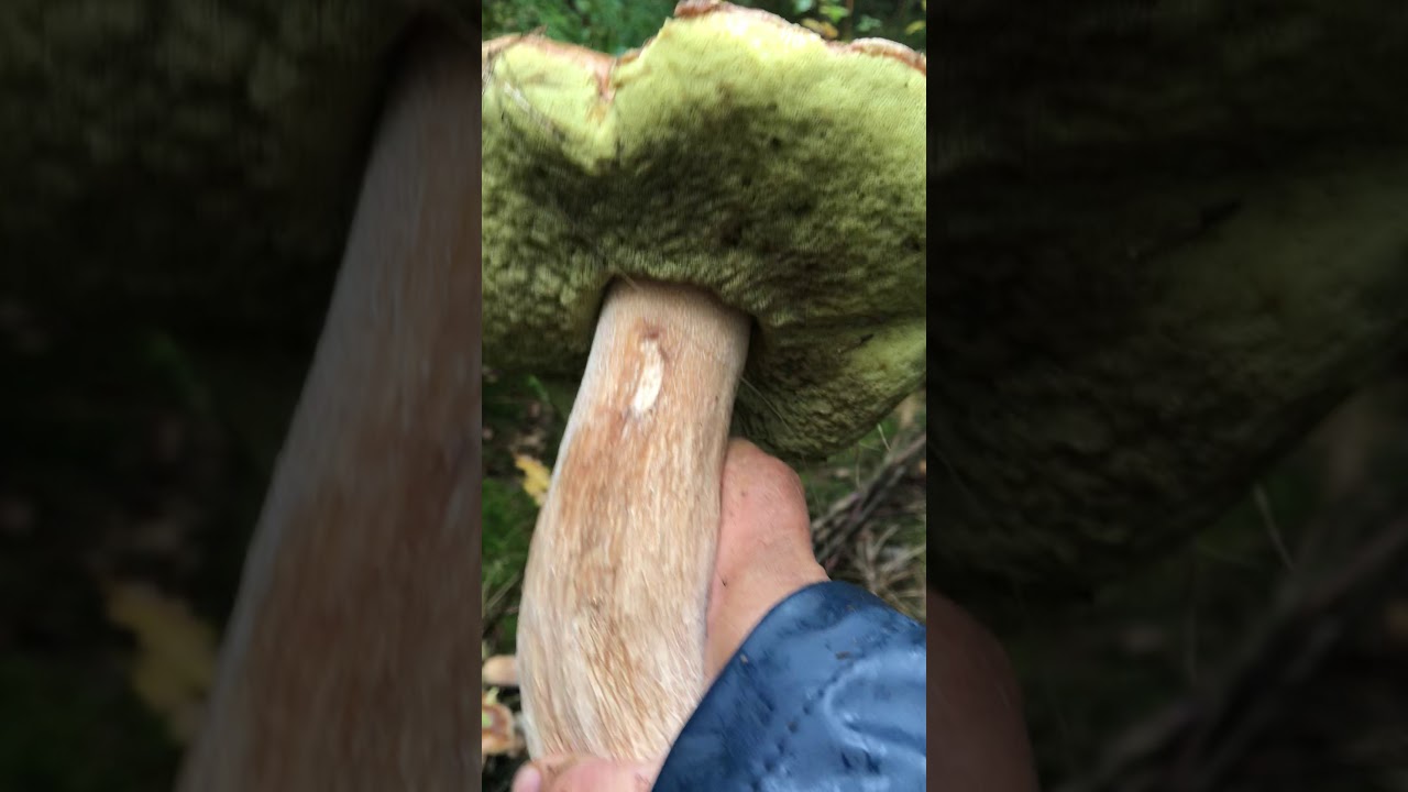 Many giant Karl-Johan mushroom
