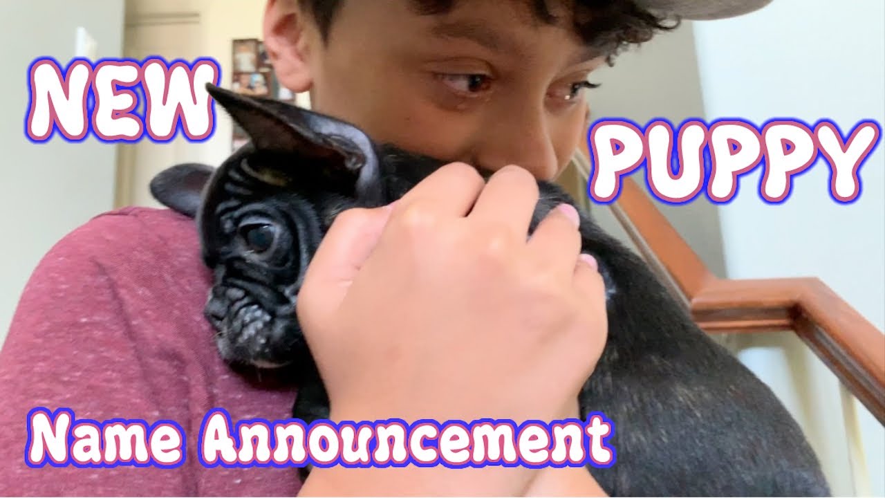 New Puppy 🐶 Name Announcement | Julian Clark