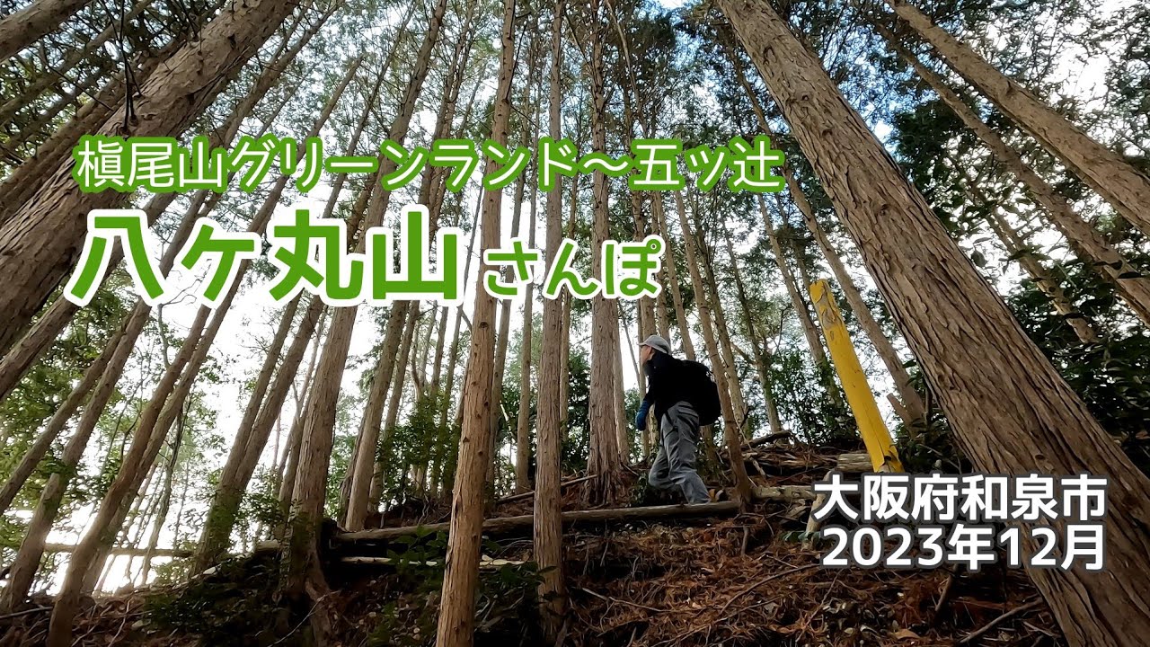 【週末さんぽ】八ヶ丸山 槇尾山グリーンランド周回コース ハイキング♪/大阪府和泉市/2023年12月23日