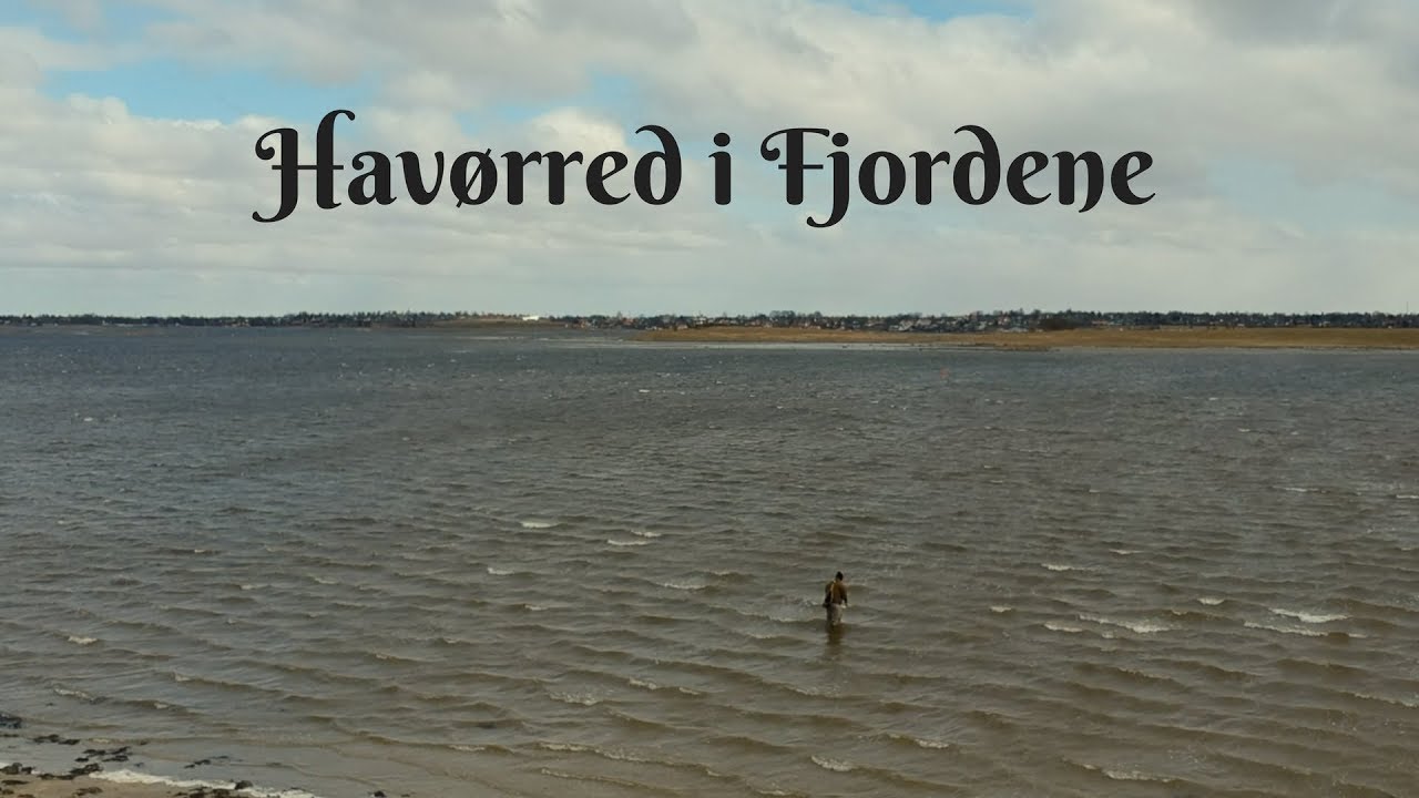 Hav&oslash;rred i Fjordene// Seatrout in the inlet