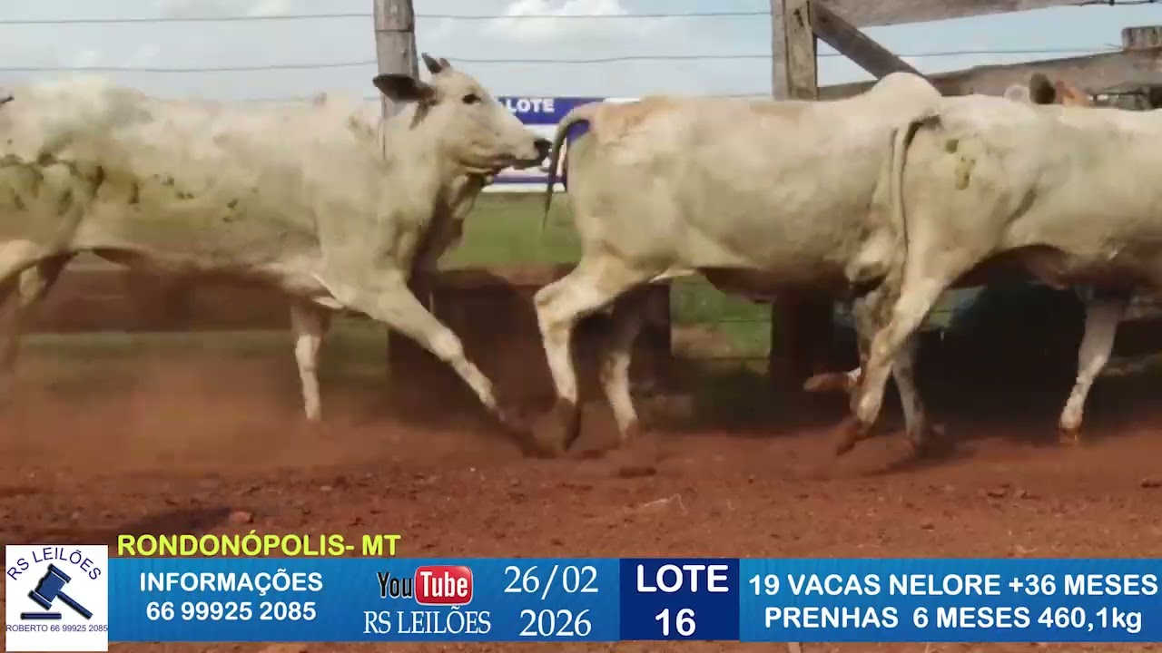 LOTE 16 - 19 VACAS NELORES +36 MESES - PRENHAS 6 MESES - 460,1 KG