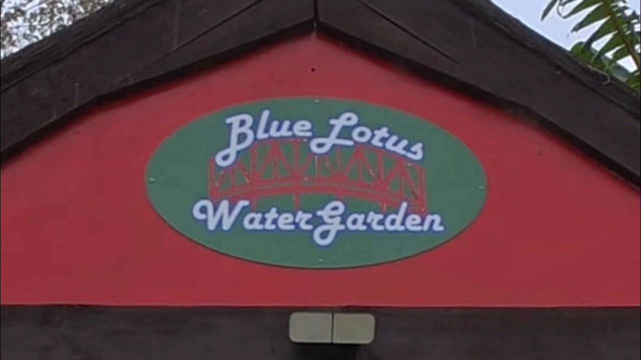 Blue Lotus Water Garden 