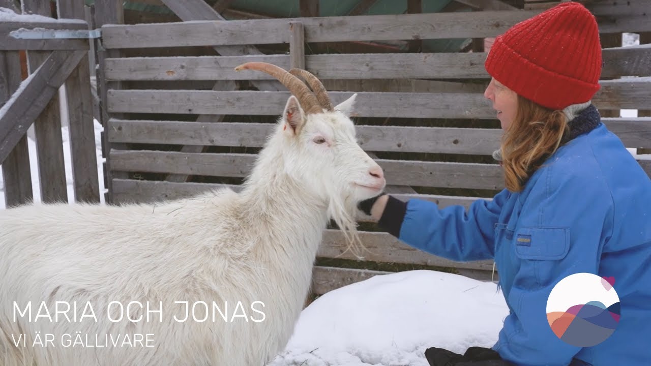Maria och Jonas, Palohuornas – Vi är Gällivare | Face of Gällivare