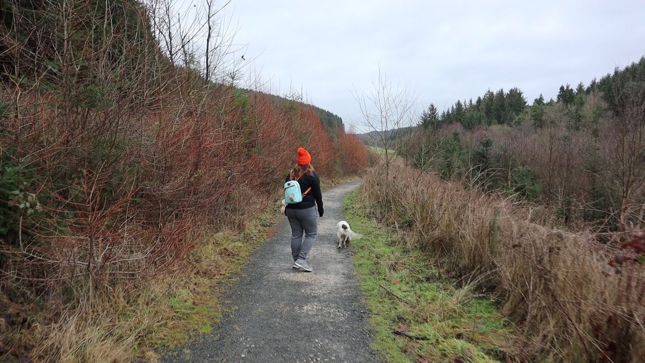 A Relaxing Walk in Dalby Forest!
