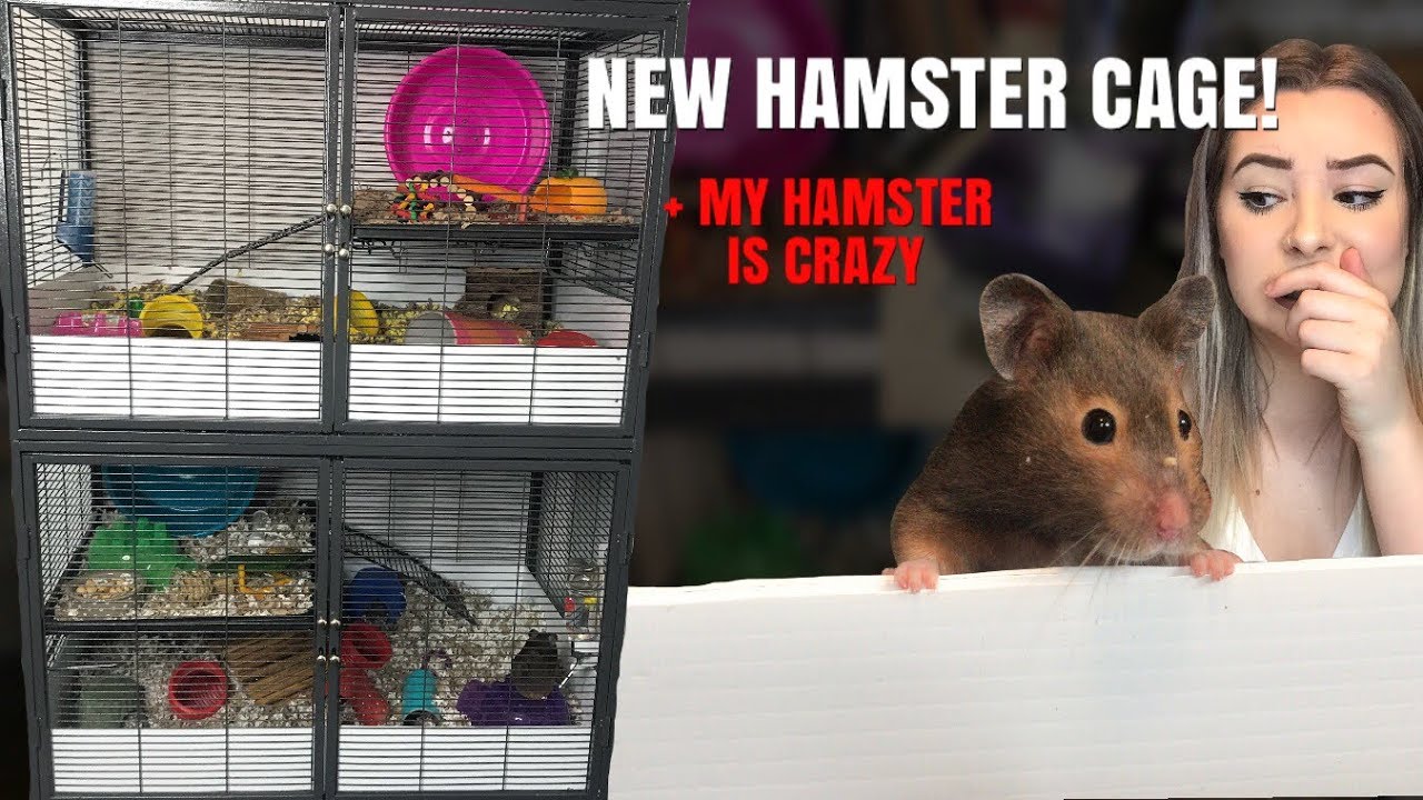SETTING UP MY NEW HAMSTER CAGES! + my hamster is crazy