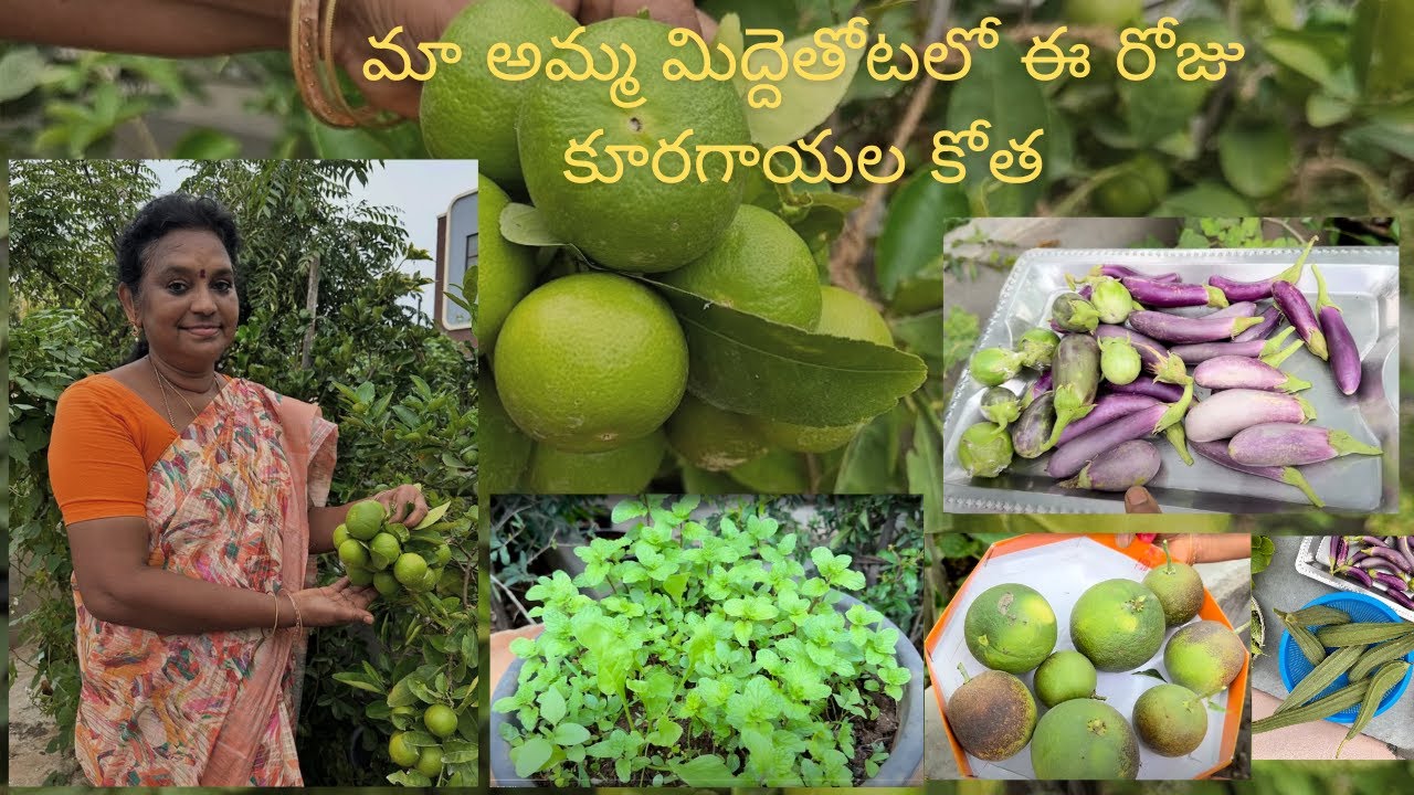 మా అమ్మ మిద్దెతోటలో ఈ రోజు కూరగాయల కోత | My Moms Terrace Garden | Vegetable Harvest in Telugu