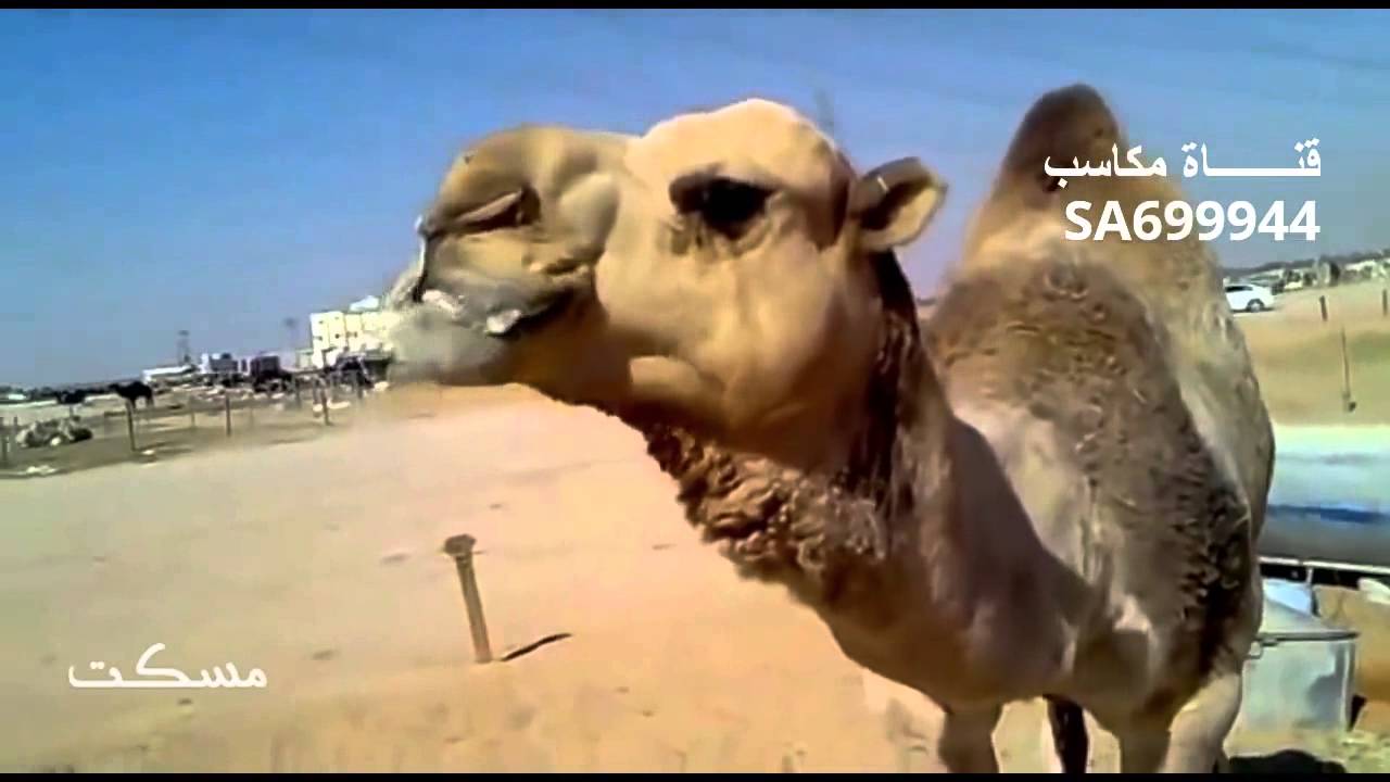 ‫عشره من افضل فحول الابل