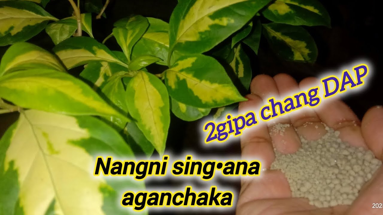 DAP give changna|It is a sing•atgipako aganatjola