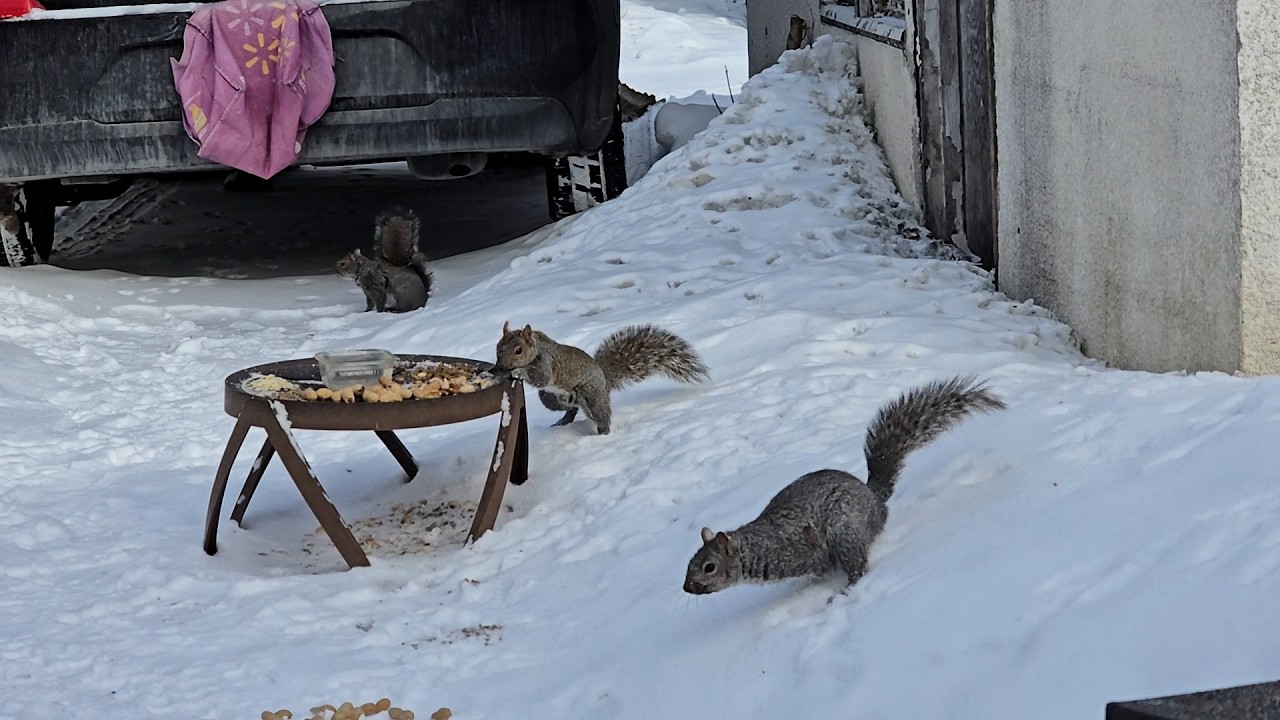SquirreloVision! Cold and windy, crows mostly off camera, Gus, Gurly, and munchy squirrels.