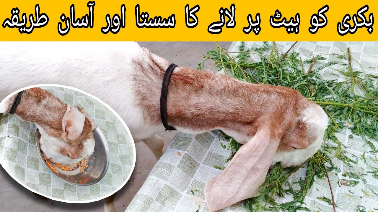 How To Bring Goat in Heat Faster | Bakri Ko Heat Mein Laane Ka Tarika - G 4 Goats