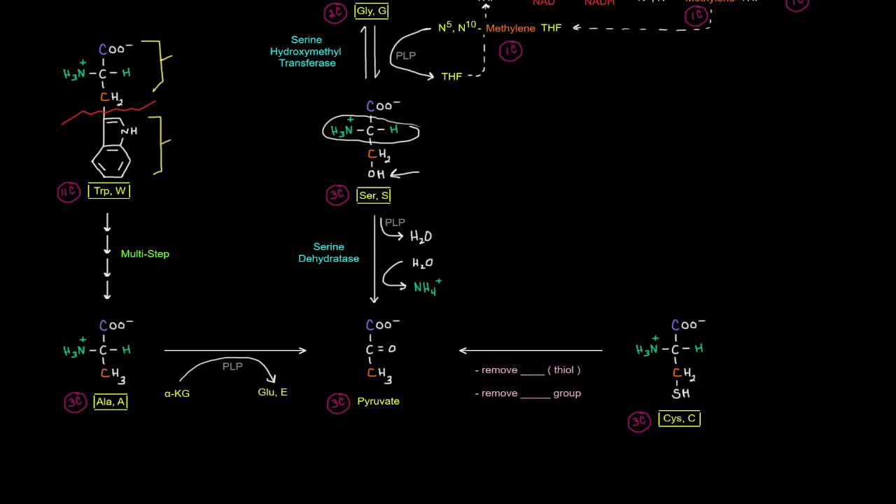 Amino Acid Oxidation Pathways (Part 3 of 10) - Amino Acids Degraded to Pyruvate