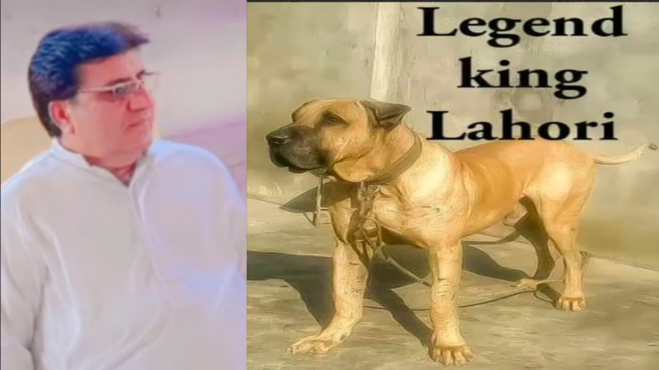 Legend King Lahori | Bully kutta | Pakistani bully dog | powerful bully breed | #Bullykutt