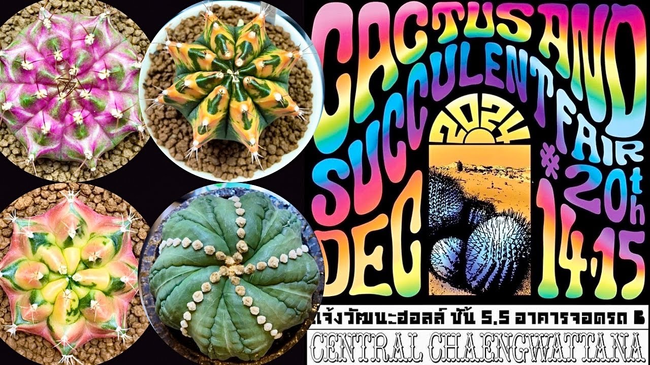 Tour Cactus Fair:🌵✨Cactus & Succulent Fair 20th | 14-15 Dec 24 @Central Chaengwattana, BKK,Thailand