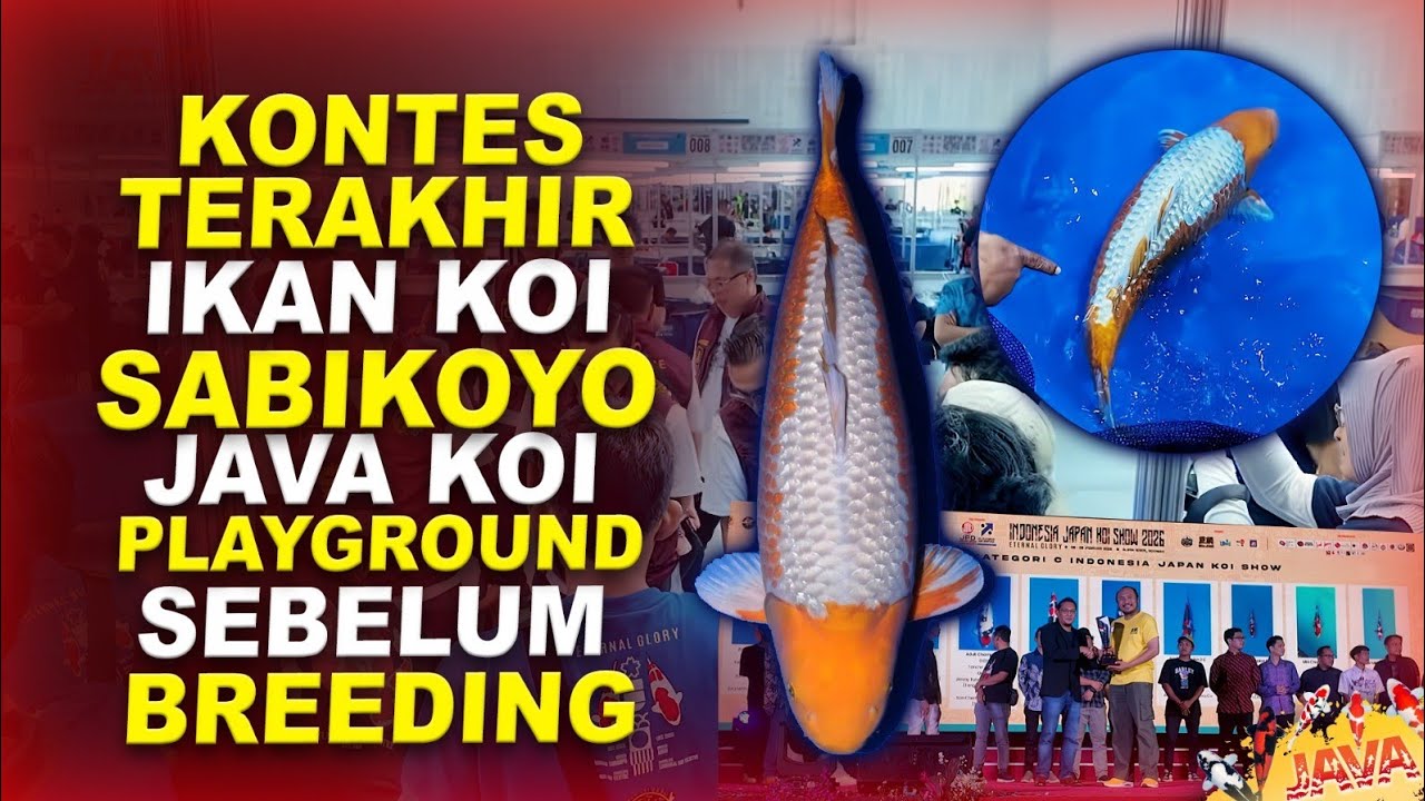 PERTANDINGAN TERAKHIR IKAN KOI SABIKOYO - INDONESIA JAPAN KOI SHOW 2026
