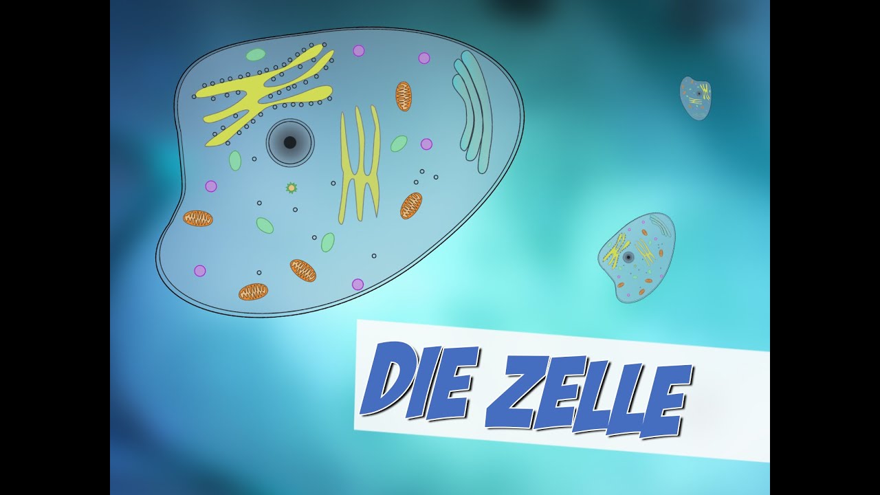 Die Zelle