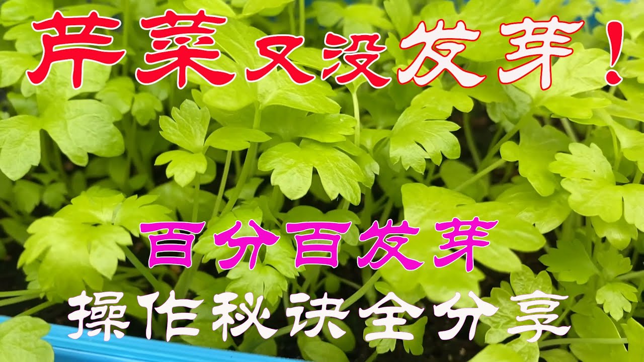 【渔耕笔记】种芹菜 | 芹菜育苗 揭示不发芽难发芽的根本原因 手把手细节诀窍全呈现