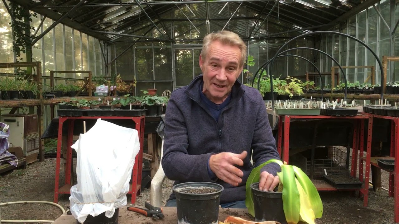 Oi Robbie, how are your pineapple lily cuttings getting on? @stinkyditchnursery750 Nov ‘21🍍🍍🍍