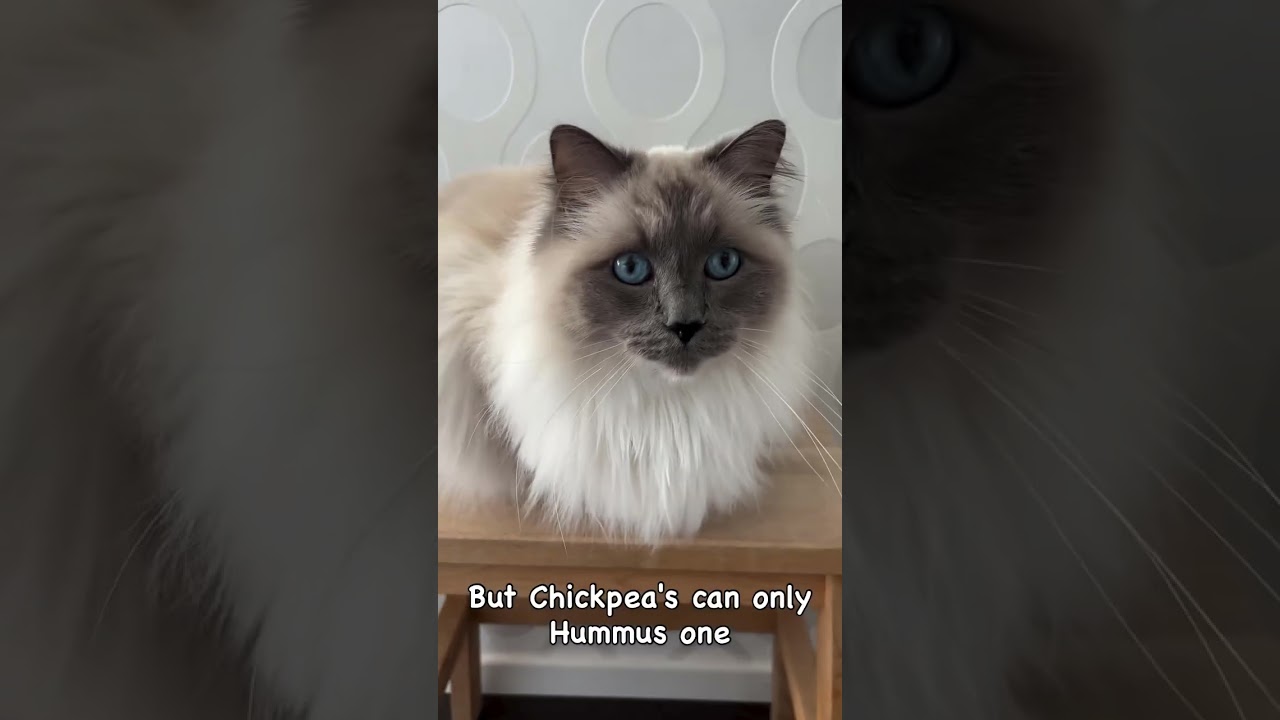 Кошка породы рэгдолл рассказывает анекдот #кошка