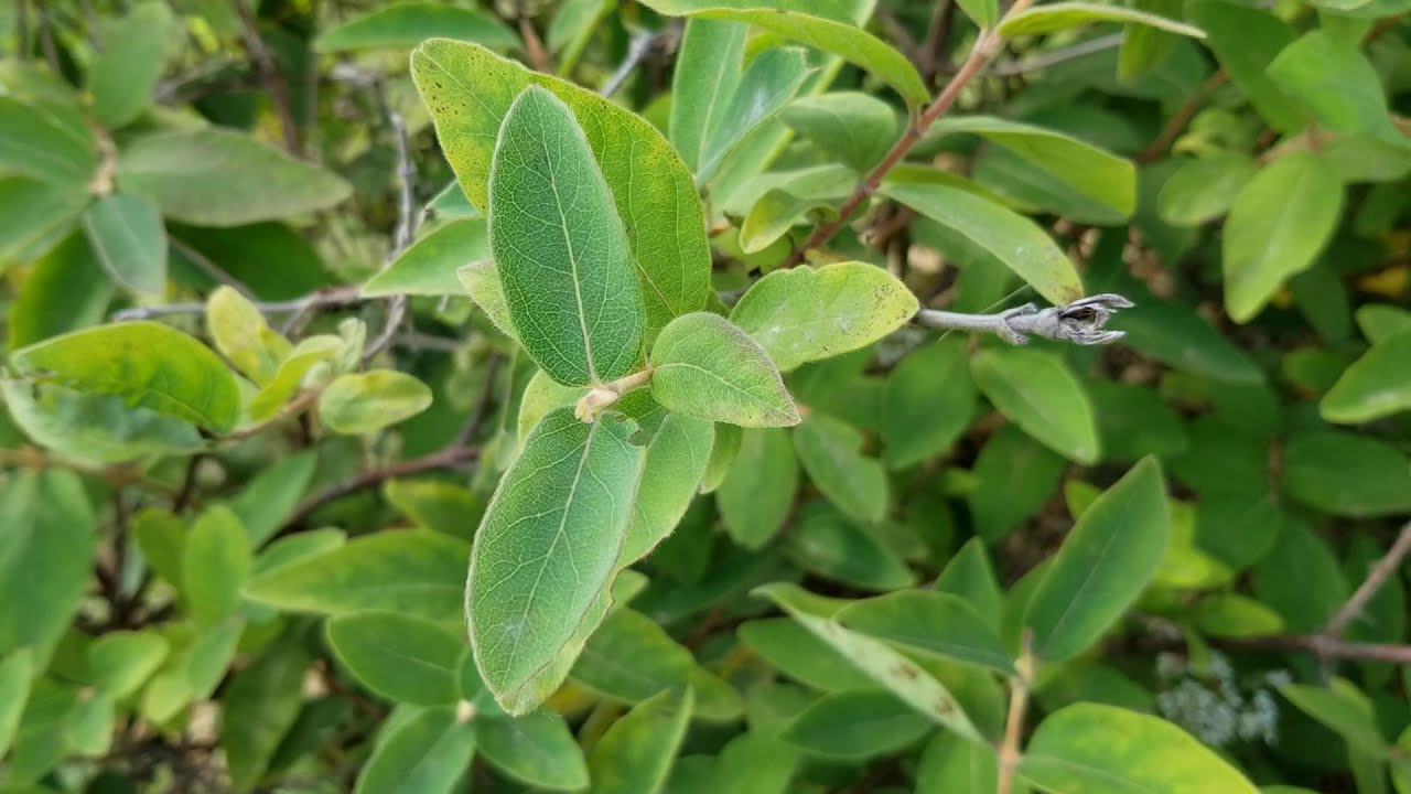 Haskap Variety Problems in our 1st Orchard