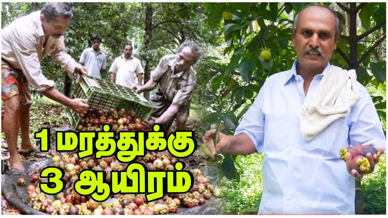 100 ஆண்டுகள் வருமானம் தரும் மங்குஸ்தான் மர வளர்ப்பு!  Mangustan Fruit
