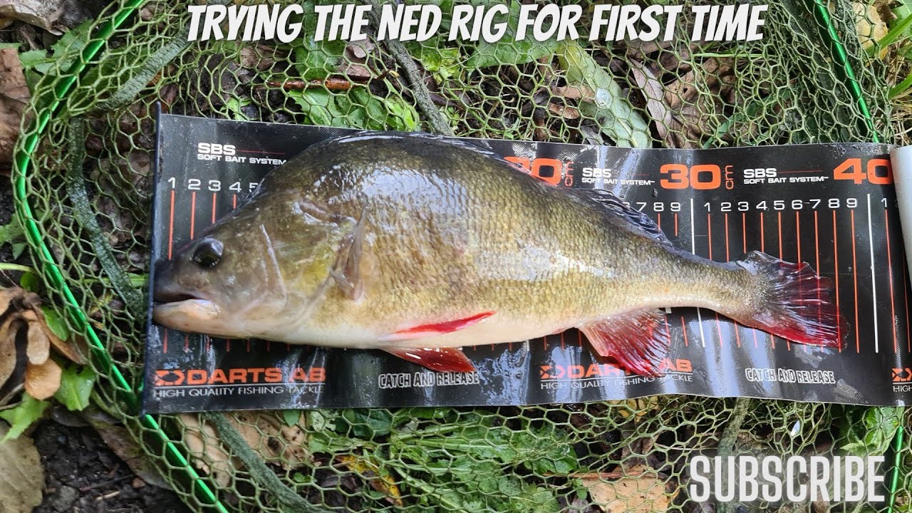 Perch fishing on the ned rig