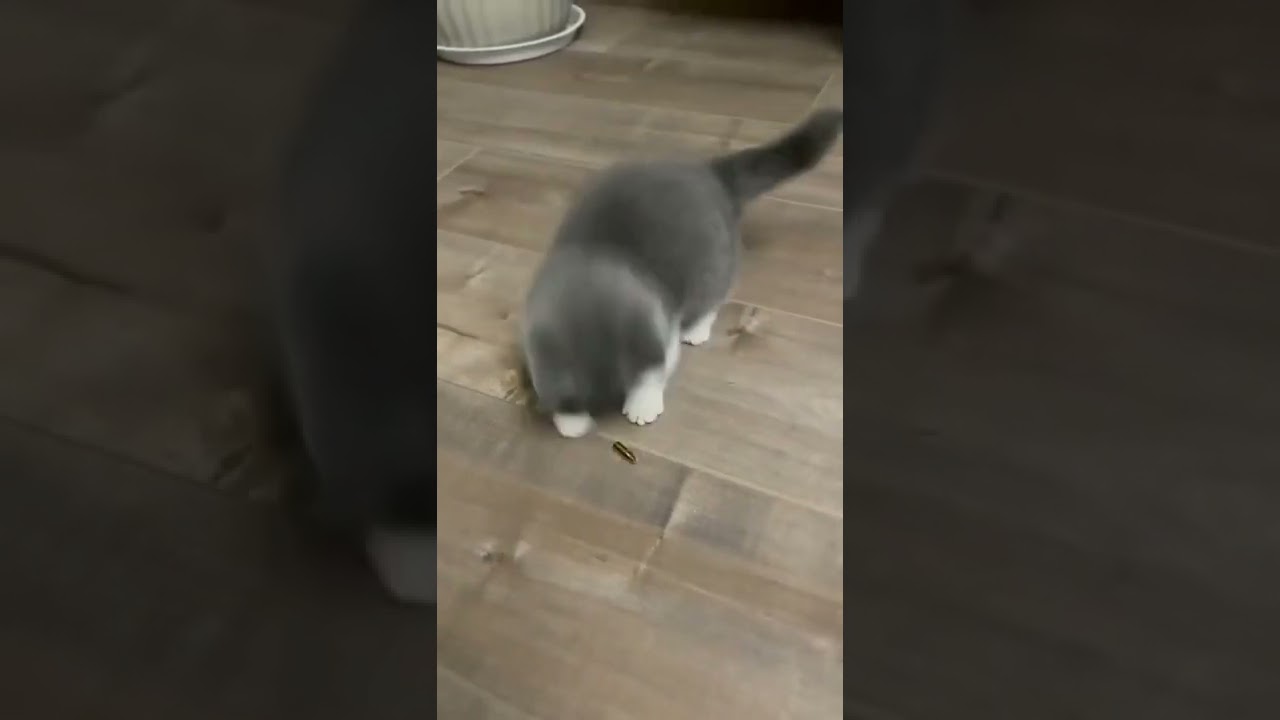 Cute💗and Funny😸Cats Video Compilation 2022 #cutecatsvideoss #shorts #youtubeshorts