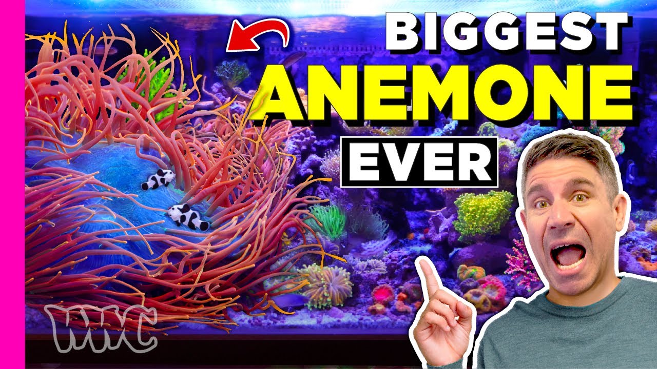 EPIC Reef Tank Transformation in TWO Months?!