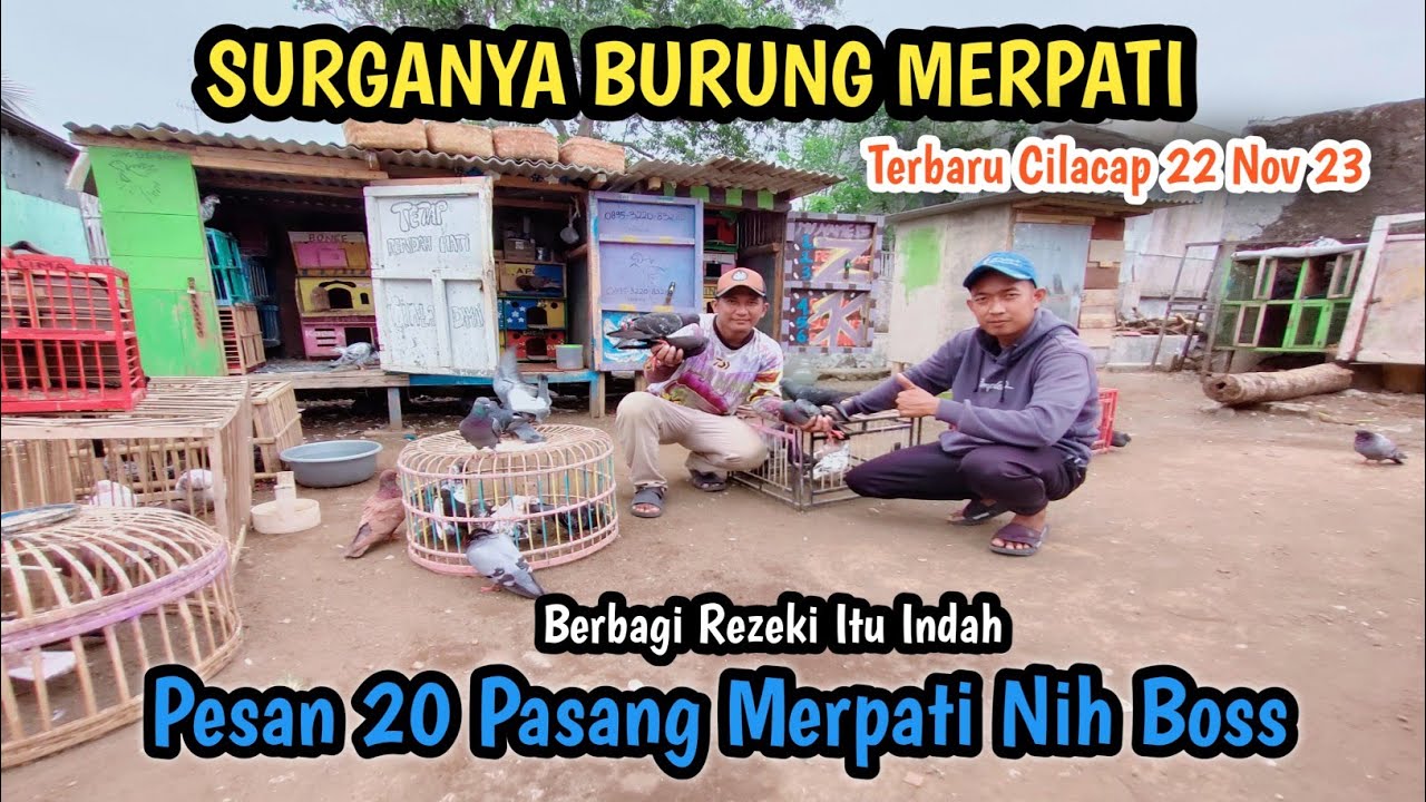 Borong 20 Pasang Merpati Tomprang‼️
