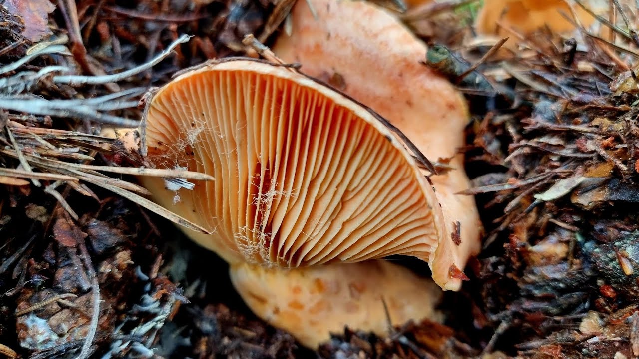NISCALOS🍄 &iexcl;NUEVO BROTE BESTIAL! SETAS CON TEMPERATURA FR&Iacute;AS🌡❄️🥶 LACTARIUS DELICIOSUS 2024