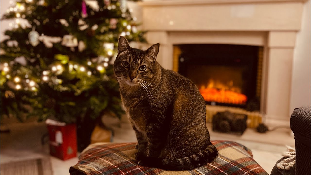 The cutest cat Phoebe unpacking her Christmas and New Year presents by the fireplace 
