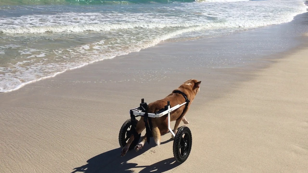 K9 Carts in Action 2019