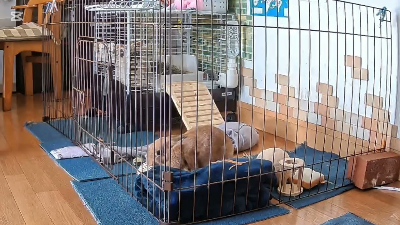 ココちゃんに新しいボール   #うさぎ #rabbit #bunny #かわいい #癒し 