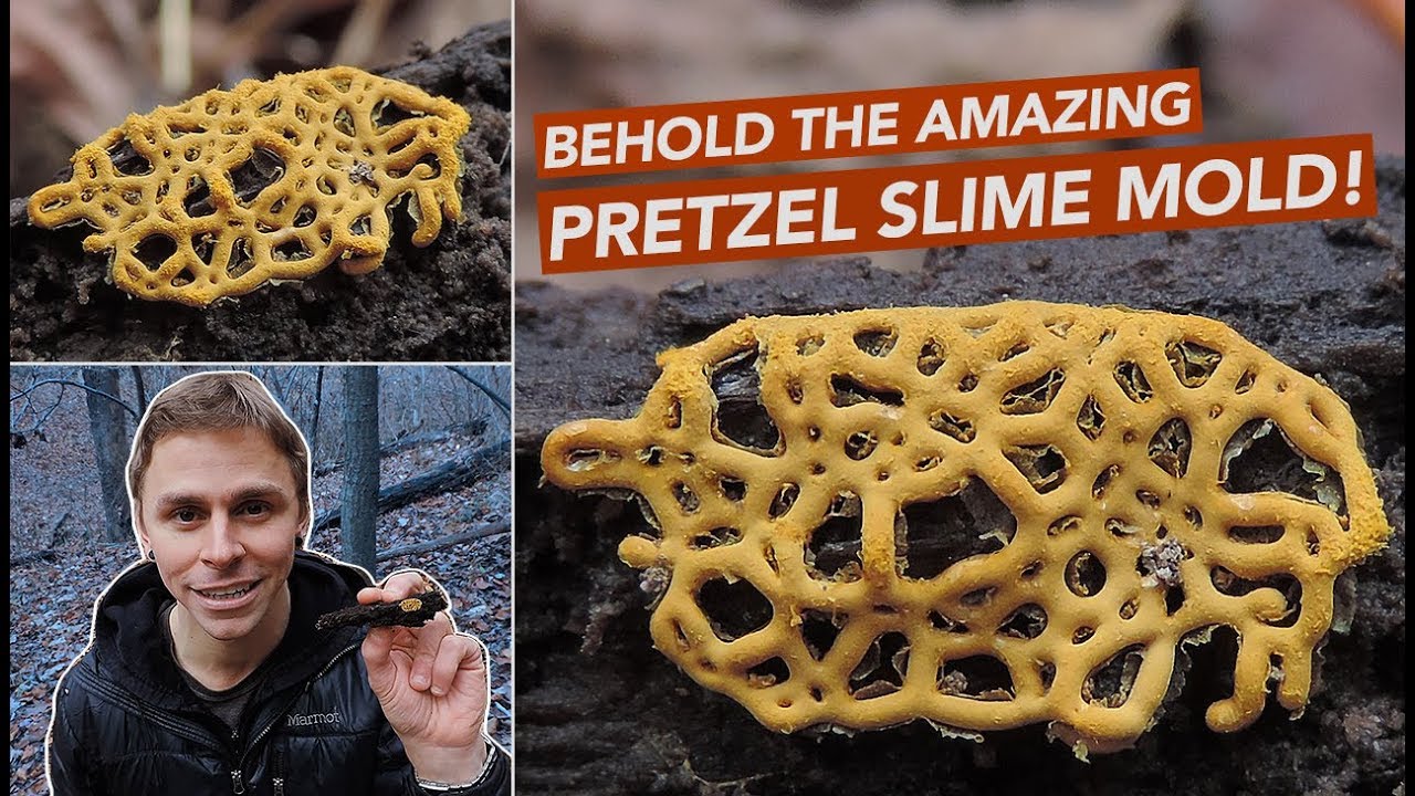 Behold The Amazing Pretzel Slime Mold!
