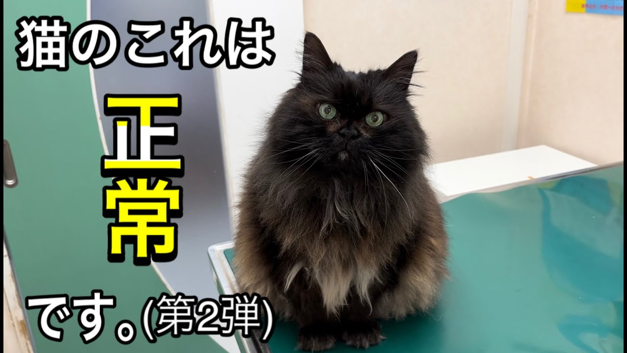 診察室でよく聞かれる猫のコレ、正常です。知っておくと安心です。【猫の赤茶色や黒の目やに、涙やけ】
