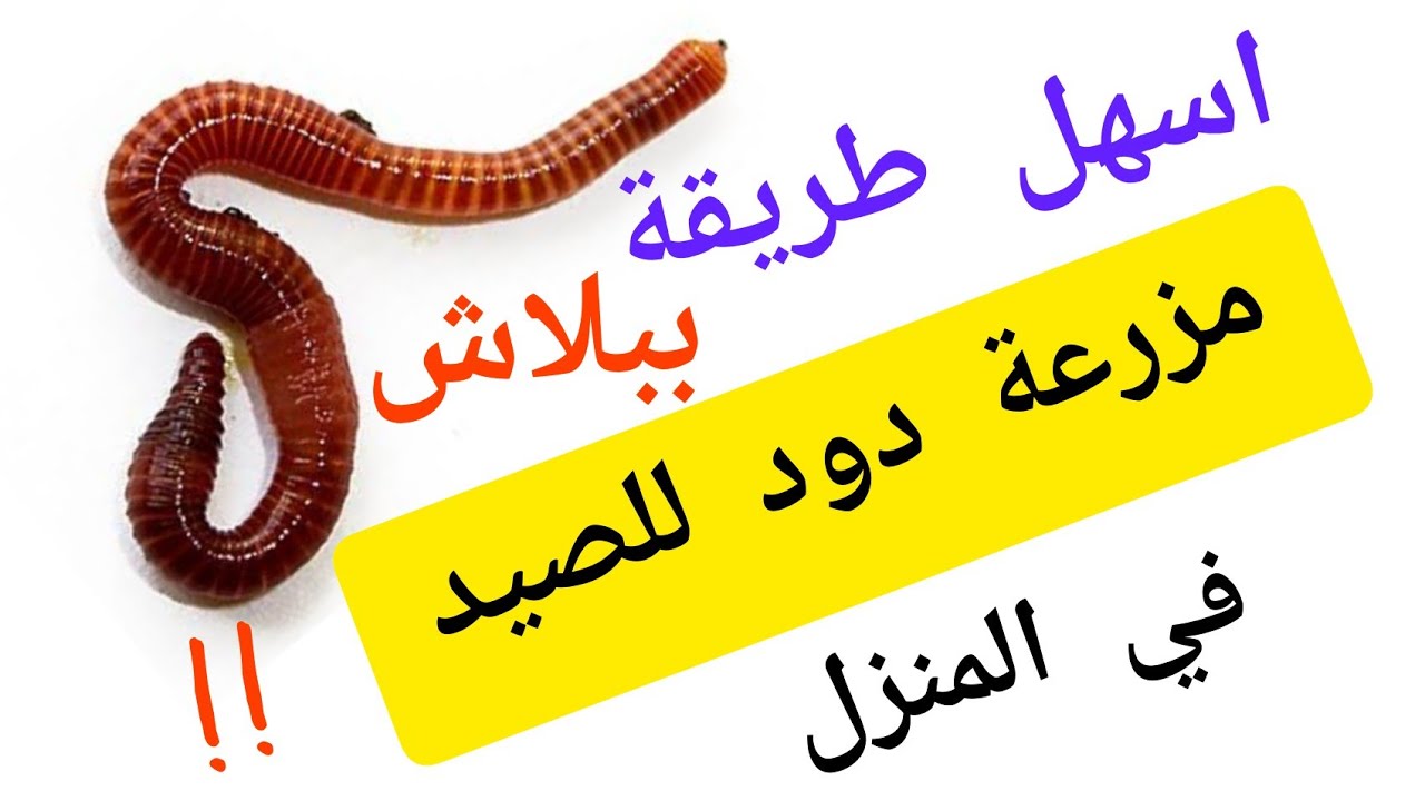 طريقة عمل مزرعة دود ارض|مزرعة دود للصيد باقل التكاليف @tarekabbasvo
