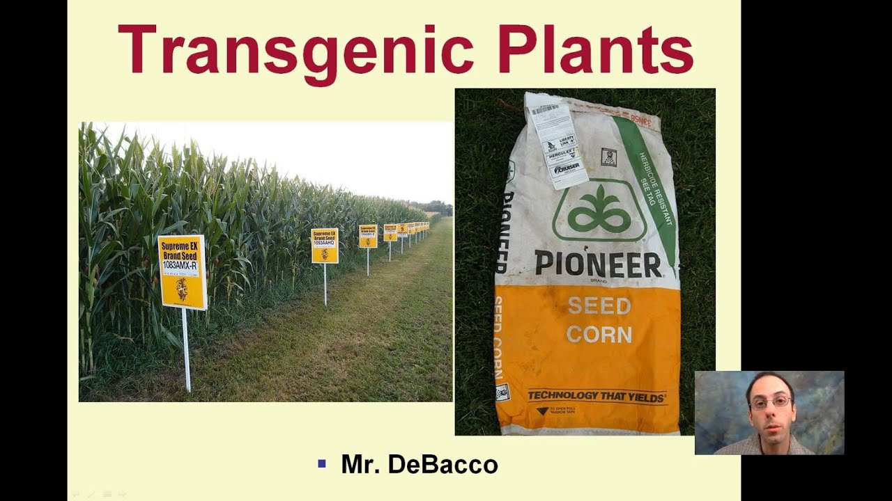 Transgenic Plants