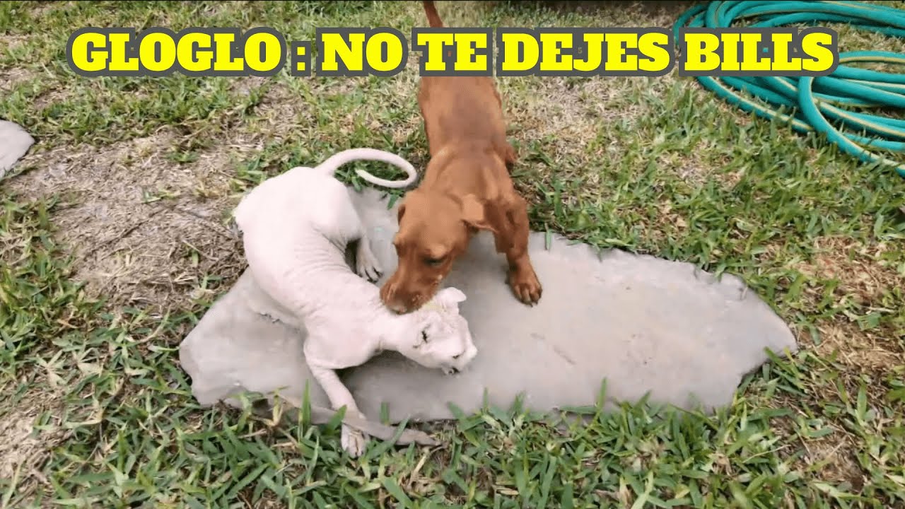 BILLS Y MOSTAZA PELEANDO CON MÚSICA DE LINKIN PARK (GLOGLO) DE FONDO