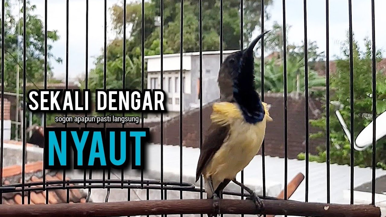 sogon gacor AMPUH BUAT sogon pancingan bunyi JADIKAN burung sogon lain ikut gacor NYAUT