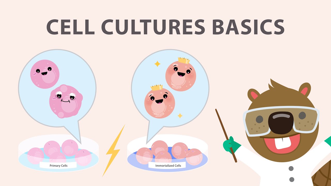 Cell Culture Basics: Discover the fundamentals of cell culture!